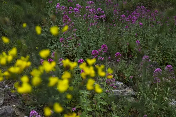 Een Close Shot Van Gele Paarse Wilde Bloemen Een Veld — Stockfoto