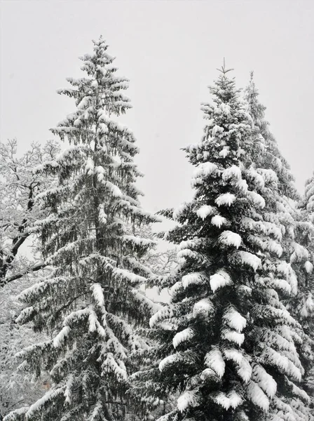 Árvores Abeto Altas Cobertas Pela Neve Inverno — Fotografia de Stock