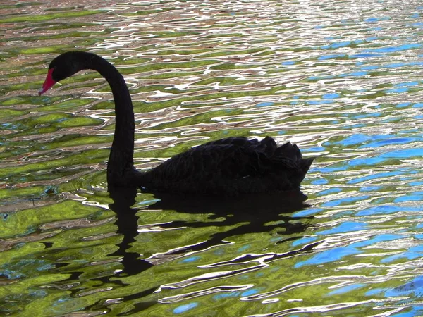 Cygne Noir Nageant Dans Étang — Photo