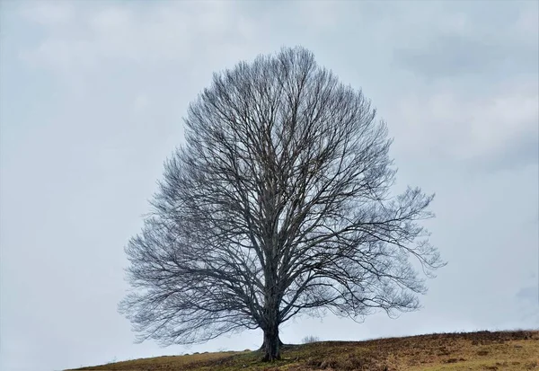 息をのむような空の下で古い裸の木の低角度ショット — ストック写真