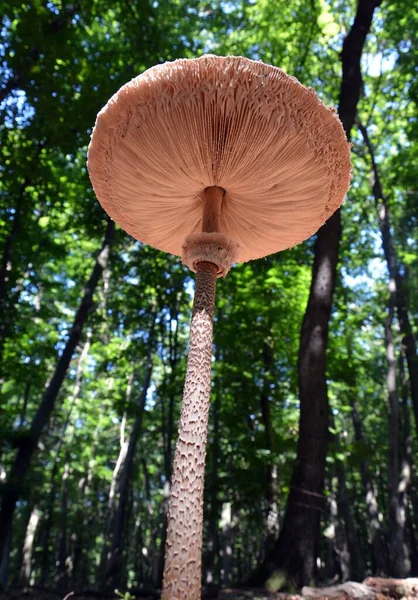 Ein Pilz Von Unten Gesehen — Stockfoto