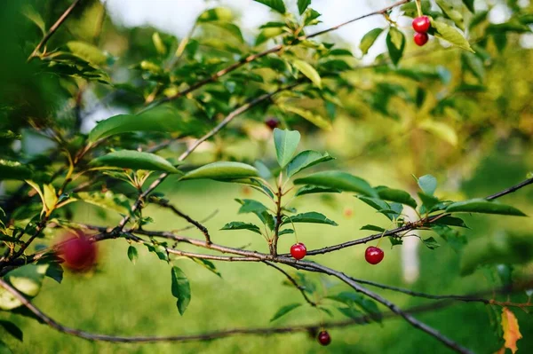 버찌가 벚나무 — 스톡 사진