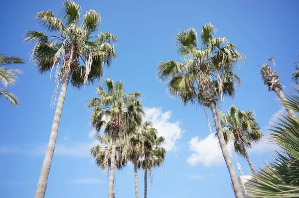 Tiro Bajo Ángulo Palmeras Altas Con Cielo Azul — Foto de Stock