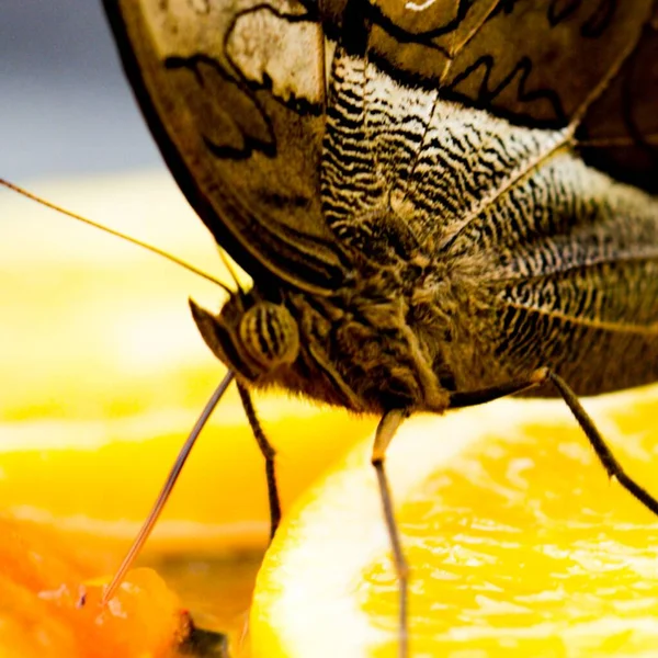 Tiro Close Uma Borboleta Frutas Frescas — Fotografia de Stock