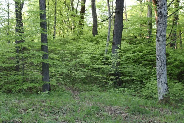 Vacker Bild Gångbana Körbana Väg Med Gröna Träd Skogen Sovata — Stockfoto