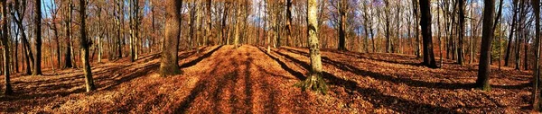 地面に落ちた裸の木や葉で森の中の美しい秋の風景のパノラマショット — ストック写真