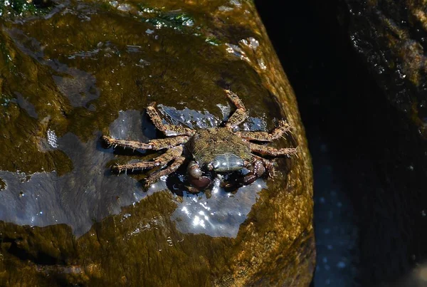 Cangrejo Brachyura Sobre Una Piedra — Foto de Stock