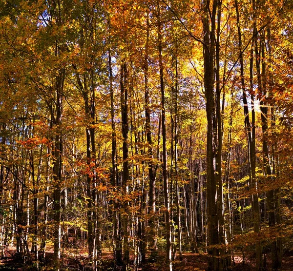 Luz Solar Através Árvores Uma Floresta Outono — Fotografia de Stock