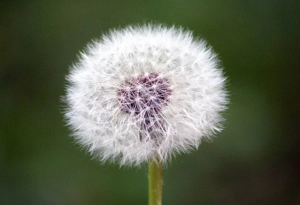 Enfoque Selectivo Diente León Blanco Con Fondo Borroso — Foto de Stock