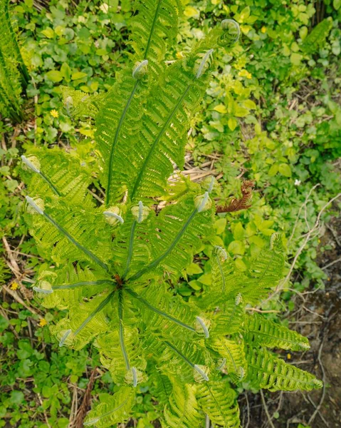 Closeup Shot Green Ostrich Fern Plants — Stock Photo, Image