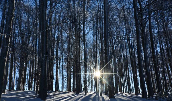 Die Sonne Scheint Winter Hinter Den Hohen Kahlen Bäumen Wald — Stockfoto
