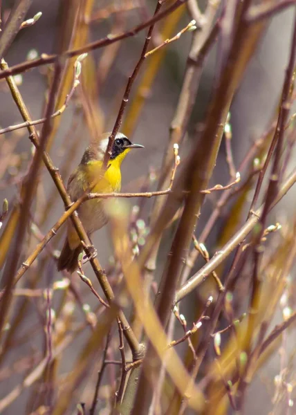 Μια Κάθετη Επιλεκτική Λήψη Εστίασης Του Common Yellowthroat Warbler Σκαρφαλωμένη — Φωτογραφία Αρχείου