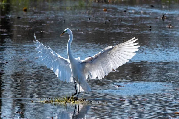 Снимок Красивой Белой Длинноногой Восточной Великановой Птицы — стоковое фото