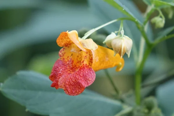 Primer Plano Una Flor Silvestre Que Toca Creciendo Missouri — Foto de Stock