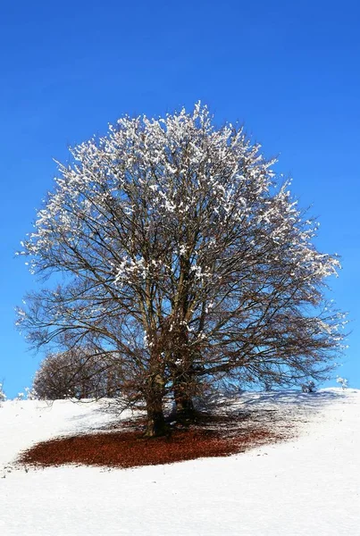 Egy Függőleges Alacsony Szögű Kép Egy Fáról Egy Hófödte Mezőn — Stock Fotó