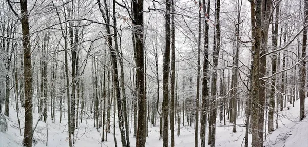 Plan Angle Élevé Centaines Arbres Nus Sur Une Colline Enneigée — Photo