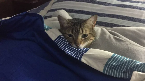 青い縞模様の寝具を着たベッドに横たわっているかわいい猫のパノラマのショット — ストック写真