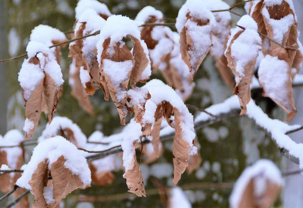 Ein Bild Von Verschneiten Trockenen Herbstblättern Wald — Stockfoto