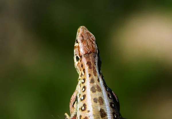 Gros Plan Tête Lézard Écailles Multicolores — Photo