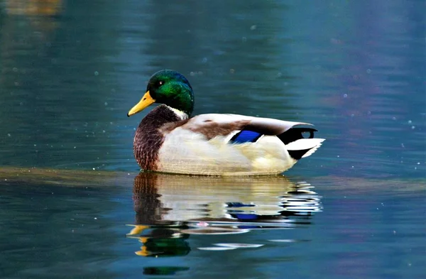 Eine Weiße Und Braune Ente Mit Grünem Kopf Schwimmt Auf — Stockfoto