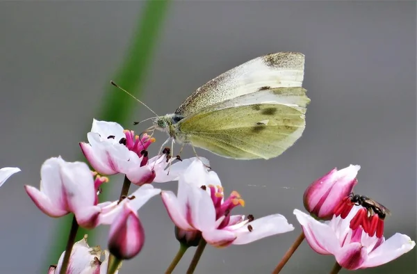 花の上に白い羽が立っている蝶のクローズアップ — ストック写真