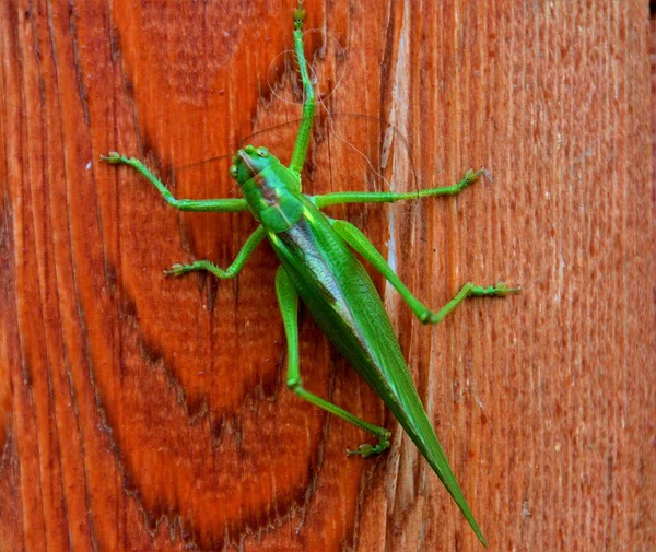 Sebuah Tettigonia Hijau Viridissima Serangga Dekat — Stok Foto