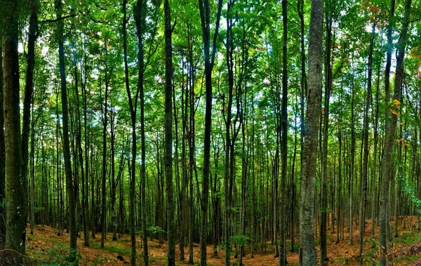 Hoge Groene Bomen Het Bos Zomer — Stockfoto