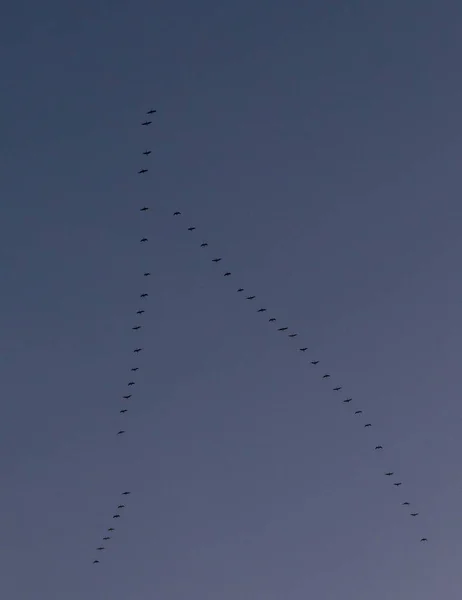 Troupeau Oiseaux Façonnant Envers Ciel Soir Arrière Plan — Photo