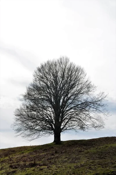 Plan Vertical Angle Bas Arbre Solitaire Sommet Une Colline Sous — Photo