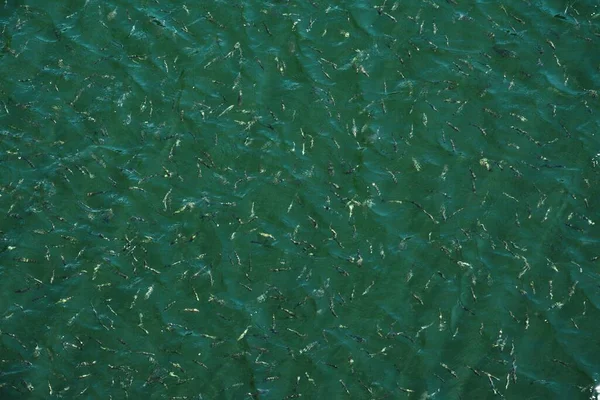 海の水面に浮かぶ小さな魚の多くは — ストック写真