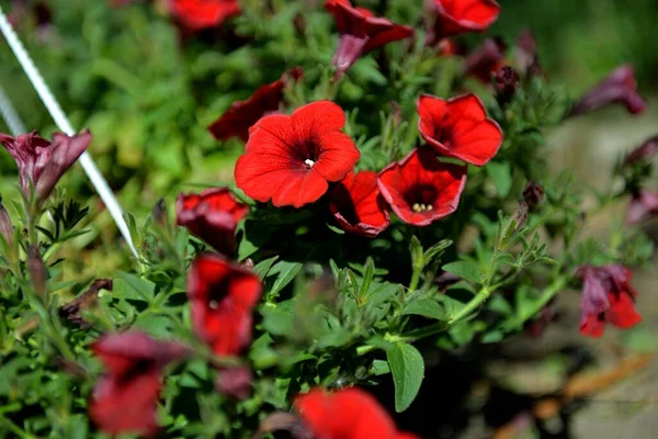 花园中的红色花瓣的选择性聚焦镜头 — 图库照片