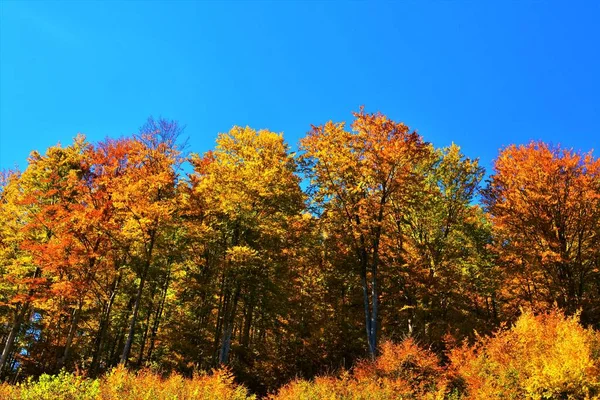 Красивый Лес Оранжевыми Желтыми Листьями — стоковое фото