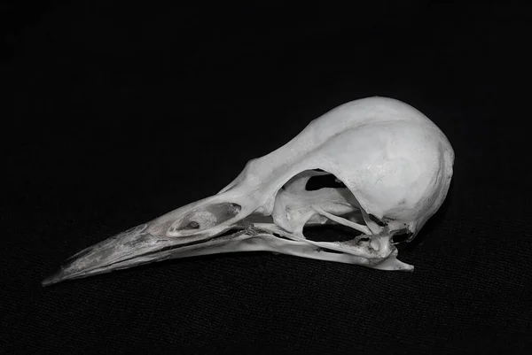 皮皮奈鸟的头骨 — 图库照片