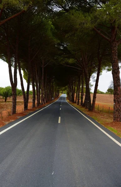 Tiro Incrível Uma Estrada Através Abeto Sempre Verde Árvores — Fotografia de Stock