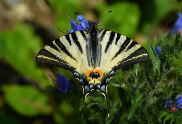 Pillangó Szűkös Fecskefarkú Iphiclides Podalirius Egy Virágon — Stock Fotó