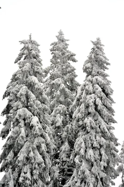 겨울에 눈덮인 소나무의 수직낮은 — 스톡 사진