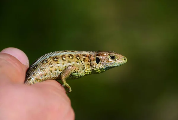 Lagarto Nas Mãos Uma Pessoa Ambiente Natural — Fotografia de Stock