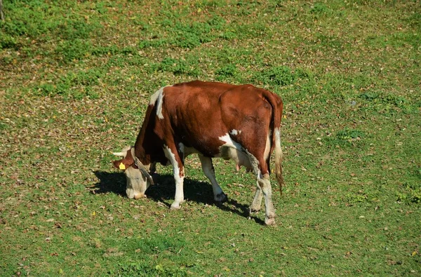 Uma Imagem Vaca Que Navega Grama Sob Luz Sol — Fotografia de Stock