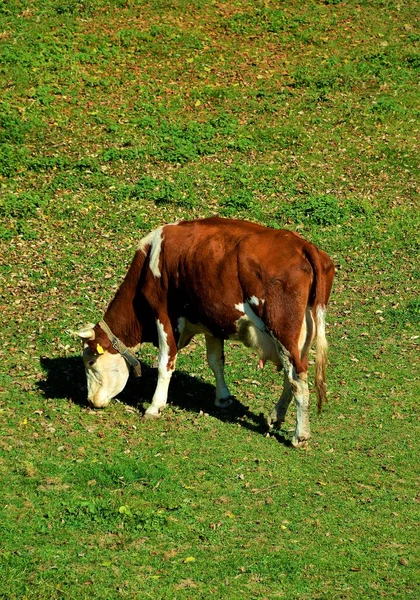 Pionowe Ujęcie Białej Brązowej Krowy Pasącej Się Polu Pokrytym Trawą — Zdjęcie stockowe