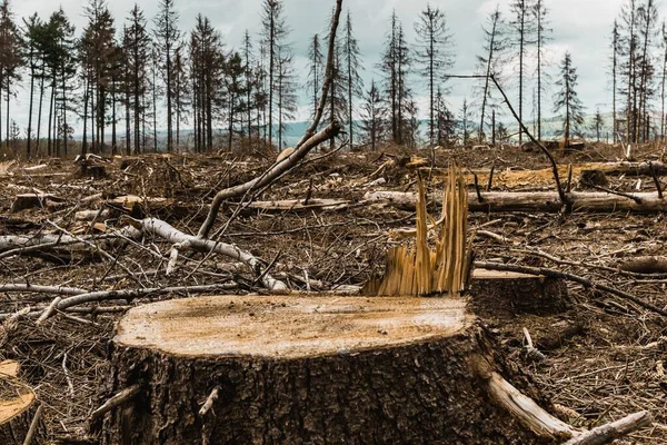 Willebadessen Německo Května 2020 Smrk Umírá Německu Kvůli Kůrovému Broukovi — Stock fotografie