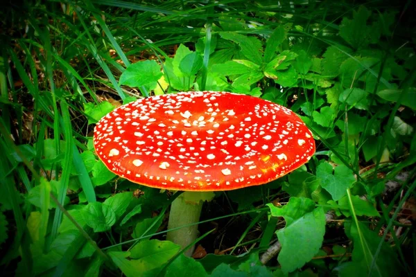 森林里的红色天牛菇 — 图库照片