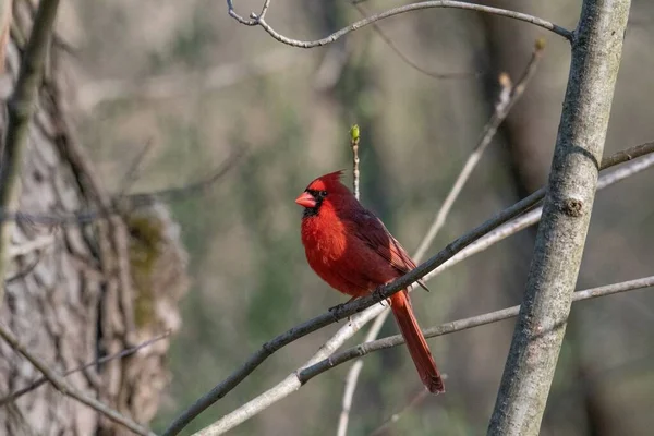 Ένα Πλάνο Από Όμορφο Κόκκινο Πουλί Του Βόρειου Καρδινάλιου — Φωτογραφία Αρχείου