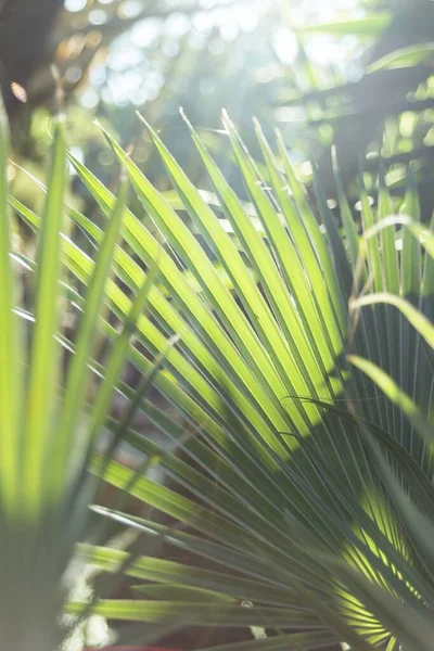 一种带有阳光的锯齿状棕榈植物的垂直截图 — 图库照片