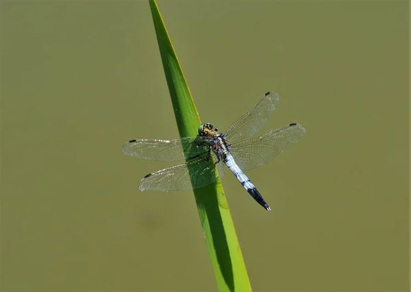 一只蜻蜓坐在绿色背景的草枝上的选择性聚焦镜头 — 图库照片