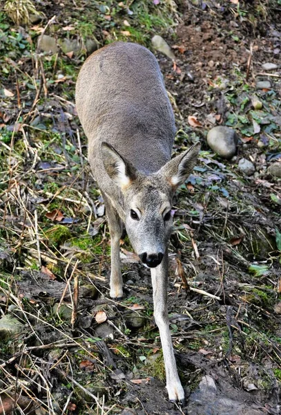 野生の赤ちゃん鹿の垂直閉鎖ショット — ストック写真
