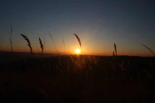 Eine Nahaufnahme Von Graszweigen Mit Sonnenuntergang Hintergrund — Stockfoto