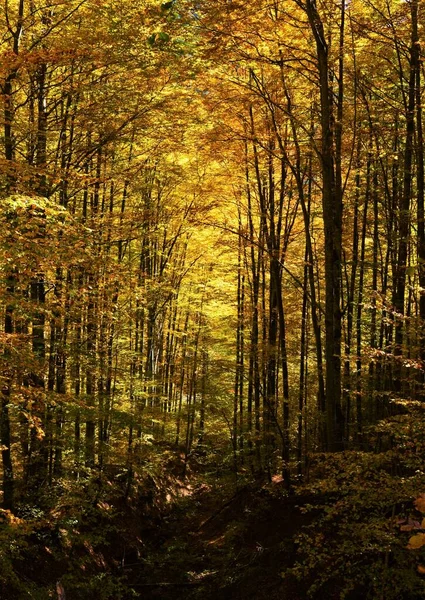 Ein Wald Mit Orangenbäumen Herbst — Stockfoto