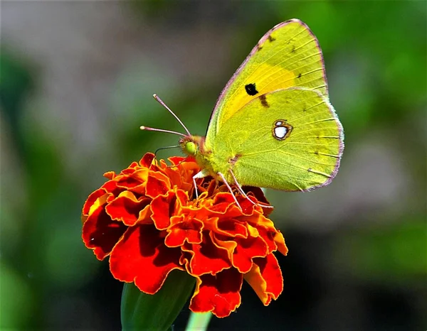 Papillon Aux Ailes Vertes Sur Une Fleur Rouge — Photo