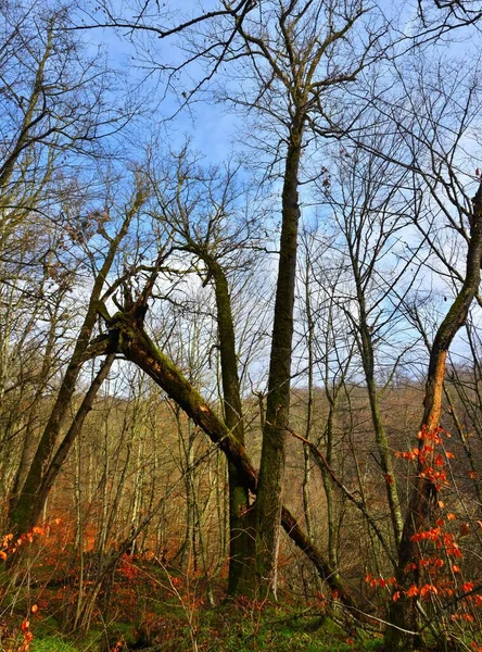 Ένα Κάθετο Πλάνο Ενός Δέντρου Που Τραβήχτηκε Από Τις Ρίζες — Φωτογραφία Αρχείου