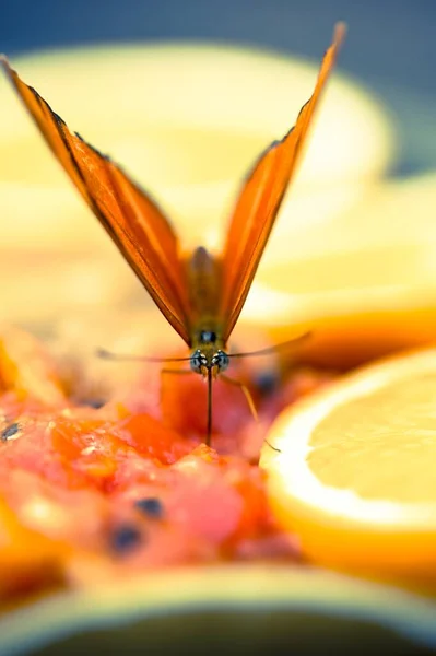 Tiro Close Uma Borboleta Frutas Frescas — Fotografia de Stock